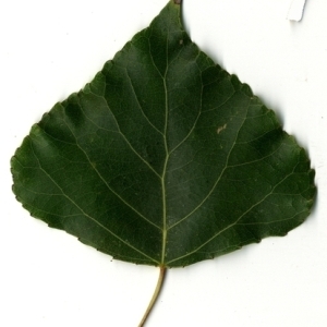 Photographie n°151771 du taxon Populus nigra L. [1753]