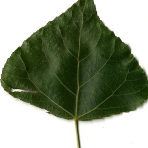 Photographie n°151773 du taxon Populus nigra L. [1753]