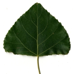 Photographie n°151778 du taxon Populus nigra L. [1753]
