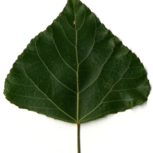 Photographie n°151780 du taxon Populus nigra L. [1753]