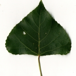 Photographie n°151782 du taxon Populus nigra L. [1753]