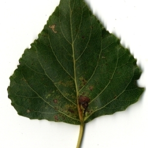 Photographie n°151799 du taxon Populus nigra L. [1753]