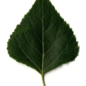 Photographie n°151803 du taxon Populus nigra L. [1753]
