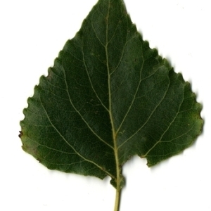 Photographie n°151809 du taxon Populus nigra L. [1753]