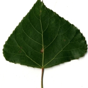 Photographie n°151813 du taxon Populus nigra L. [1753]