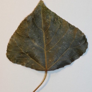 Photographie n°151823 du taxon Populus nigra L. [1753]