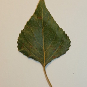 Photographie n°151831 du taxon Populus nigra L. [1753]