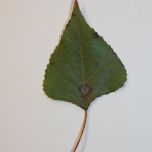 Photographie n°151832 du taxon Populus nigra L. [1753]