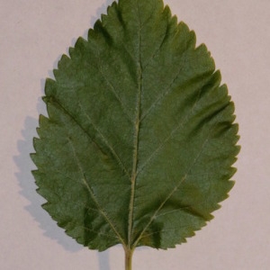  - Morus alba L. [1753]