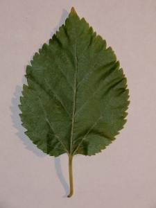 daniel BARTHELEMY, le 12 octobre 2011 (Montferrier)