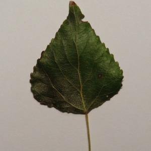 Photographie n°151867 du taxon Populus nigra L. [1753]
