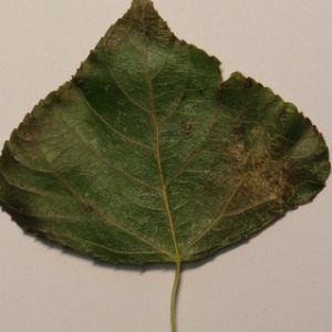 Photographie n°151877 du taxon Populus nigra L. [1753]