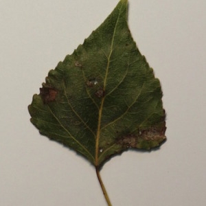 Photographie n°151879 du taxon Populus nigra L. [1753]