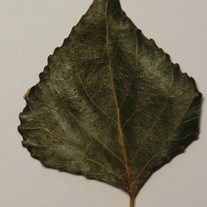 Photographie n°151892 du taxon Populus nigra L. [1753]