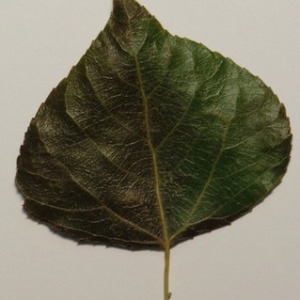 Photographie n°151900 du taxon Populus nigra L. [1753]