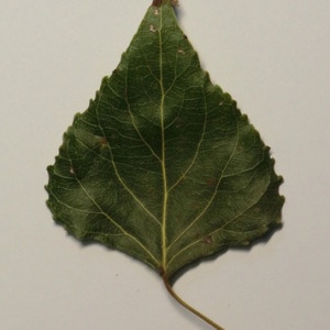 Photographie n°151901 du taxon Populus nigra L. [1753]