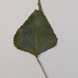 Photographie n°151904 du taxon Populus nigra L. [1753]