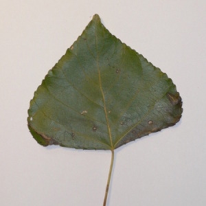 Photographie n°151905 du taxon Populus nigra L. [1753]