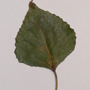 Photographie n°151914 du taxon Populus nigra L. [1753]