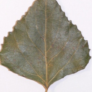 Photographie n°151915 du taxon Populus nigra L. [1753]