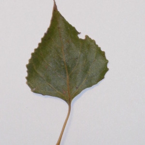 Photographie n°151920 du taxon Populus nigra L. [1753]