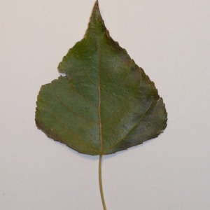 Photographie n°151921 du taxon Populus nigra L. [1753]