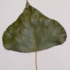 Photographie n°151926 du taxon Populus nigra L. [1753]
