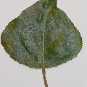 Photographie n°151929 du taxon Populus nigra L. [1753]