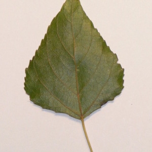 Photographie n°151931 du taxon Populus nigra L. [1753]