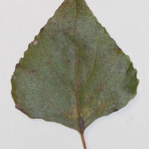 Photographie n°151932 du taxon Populus nigra L. [1753]