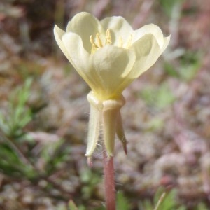 Oenothera laciniata Hill (Onagre laciniée)