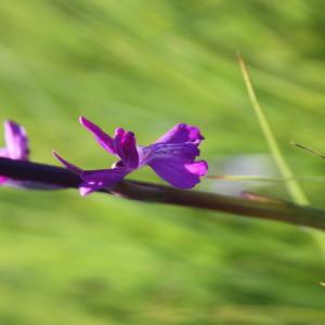  - Orchis palustris Jacq. [1786]