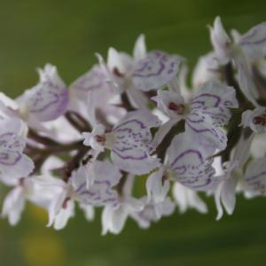 Orchis maculata var. trilobata Bréb. (Dactylorhize tacheté)
