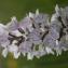  Corentin BONNARD - Orchis maculata L. [1753]