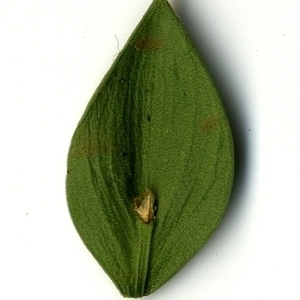Photographie n°152069 du taxon Ruscus aculeatus L. [1753]