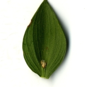 Photographie n°152072 du taxon Ruscus aculeatus L. [1753]