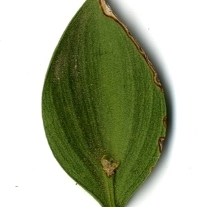 Photographie n°152074 du taxon Ruscus aculeatus L. [1753]