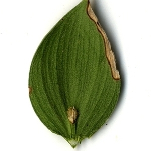 Photographie n°152075 du taxon Ruscus aculeatus L. [1753]