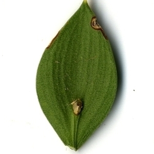 Photographie n°152076 du taxon Ruscus aculeatus L. [1753]