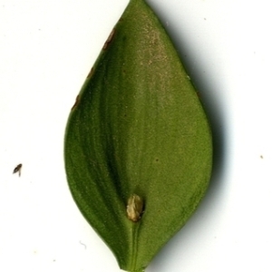 Photographie n°152080 du taxon Ruscus aculeatus L. [1753]