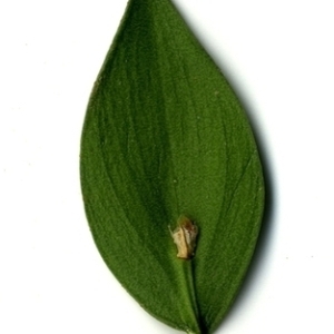 Photographie n°152081 du taxon Ruscus aculeatus L. [1753]