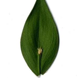Photographie n°152083 du taxon Ruscus aculeatus L. [1753]