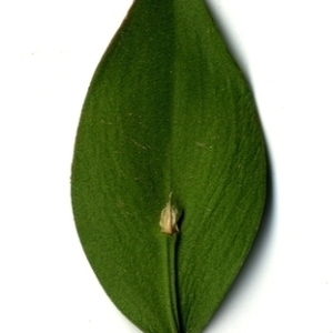 Photographie n°152085 du taxon Ruscus aculeatus L. [1753]