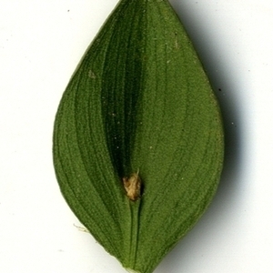 Photographie n°152086 du taxon Ruscus aculeatus L. [1753]