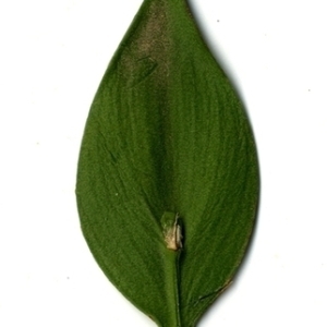 Photographie n°152087 du taxon Ruscus aculeatus L. [1753]