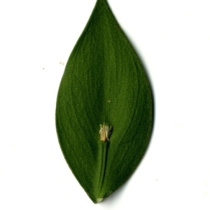 Photographie n°152088 du taxon Ruscus aculeatus L. [1753]