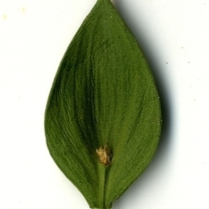 Photographie n°152090 du taxon Ruscus aculeatus L. [1753]