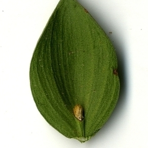 Photographie n°152092 du taxon Ruscus aculeatus L. [1753]