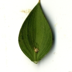 Photographie n°152095 du taxon Ruscus aculeatus L. [1753]