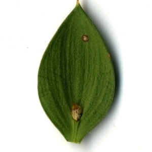 Photographie n°152098 du taxon Ruscus aculeatus L. [1753]